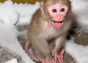E0304002 She Left a Baby Monkey in the Snow… – Emergency Rescue 🚨 (Part 2)