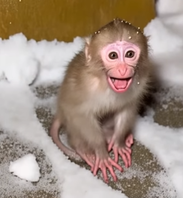 E0304002 She Left a Baby Monkey in the Snow… – Emergency Rescue 🚨 (Part 2)