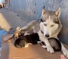 E3031004 She Dumped Water on a Husky Mom and Puppies (FULL)