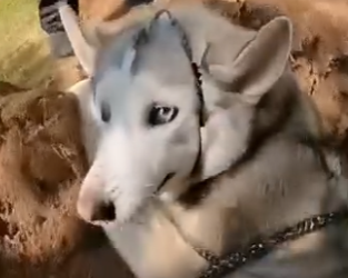 E3031001 She Tried to Bury Her Husky in the Backyard… Emergency Rescue (FULL)