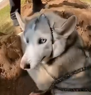 E3031001 She Tried to Bury Her Husky in the Backyard… Emergency Rescue (FULL)