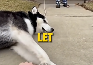 E3031006 She Tied Her Husky’s Legs and Left Him Outside… – Emergency Rescue (FULL)
