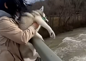 E3031003 She Tried to Throw Her Husky Into the River… –Emergency Rescue (FULL)