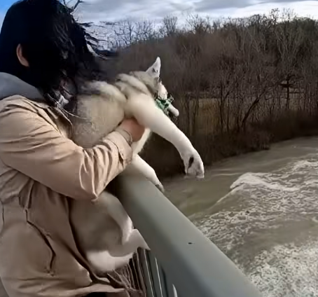 E3031003 She Tried to Throw Her Husky Into the River… –Emergency Rescue (FULL)