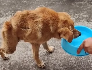 U0804001 Transformation of a disabled stray dog (Part 2)