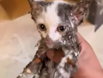 U0804002 Trapped kitten in tears as rescued, amazing transformation after one month (Part 2)