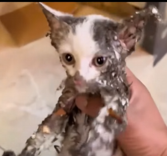 U0804002 Trapped kitten in tears as rescued, amazing transformation after one month (Part 2)