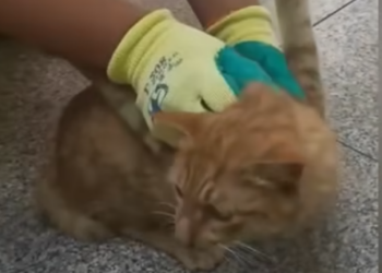 U0804003 Rescue stray cats with injured forelimbs (Part 2)