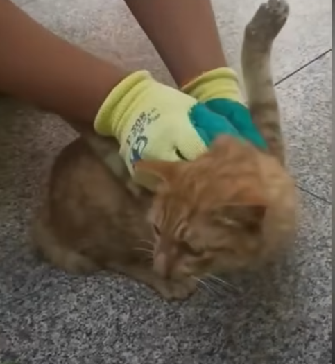 U0804003 Rescue stray cats with injured forelimbs (Part 2)