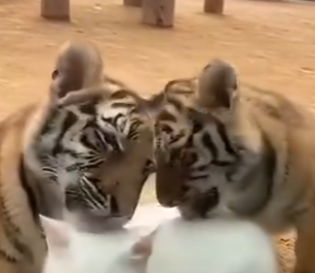 L2903003_A cat fell into a group of tigers (Part 2)
