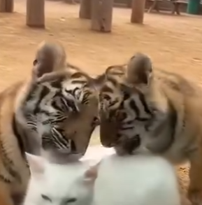 L2903003_A cat fell into a group of tigers (Part 2)