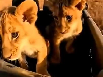 L0404001 Mama Lion Was Chained… Cubs Came to My Jeep… I Reunited This Family (Part 2)