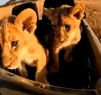 L0404001 Mama Lion Was Chained… Cubs Came to My Jeep… I Reunited This Family (Part 2)