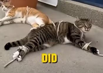 E0804002 She Tied Two Cats’ Legs So They Couldn’t Walk… – Emergency Rescue 🚨 (Part 2)