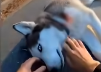 E0804004 💔 My Husky Took the Attack Instead of Me 💔🐾 (Part 2)