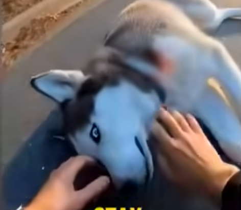 E0804004 💔 My Husky Took the Attack Instead of Me 💔🐾 (Part 2)