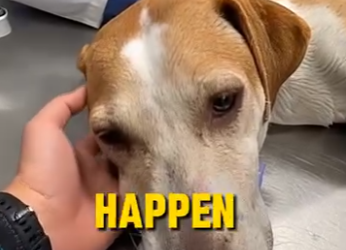 E0804003 She Tried to Sell a Sick Dog for $40… – rescue on Camera 🚨 (Part 2)