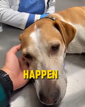 E0804003 She Tried to Sell a Sick Dog for $40… – rescue on Camera 🚨 (Part 2)