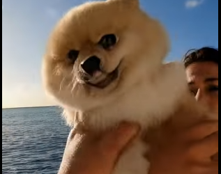 E0804005 She Tried to Feed Her Dog to Sharks… The Rescue Was Seconds Away🦈🚨 (Part 2)