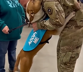 E0804006 Watch Dogs Pick Their Forever Humans 🐶❤️ (Part 2)
