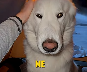 E0804001_I Thought I Was Done Until A Husky Appeared… 🚨 (Part 2)