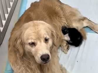 G0704004 This man found a kitten while walking his dog and then did this… (Part 2)