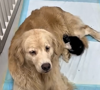 G0704004 This man found a kitten while walking his dog and then did this… (Part 2)