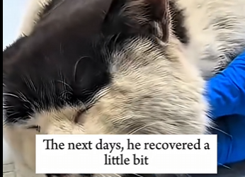 G0704005 One day,this girl found an abandoned kittie under a car and then… (Part 2)