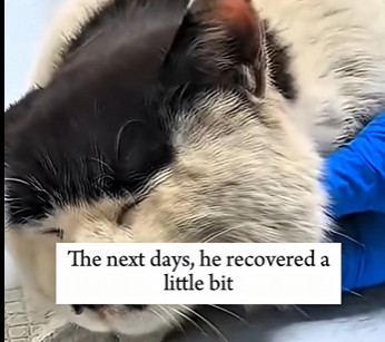 G0704005 One day,this girl found an abandoned kittie under a car and then… (Part 2)