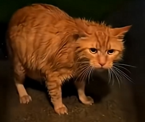 G0504005 Last night i saved this pregnant cat and then… (FULL)