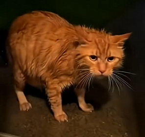G0504005 Last night i saved this pregnant cat and then… (FULL)