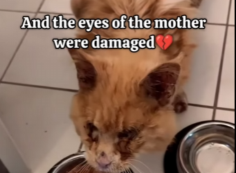 G0504006 This mother was asking for help🥺💖 (Part 2)