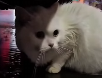 G0704001 One day, I found this pregnant cat under my car and then… (FULL)