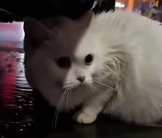 G0704001 One day, I found this pregnant cat under my car and then… (FULL)