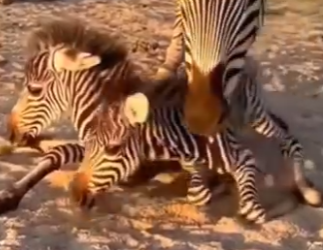 O0704006 Zebra Giving Birth on the Road… Hyena Watching (Part 2)