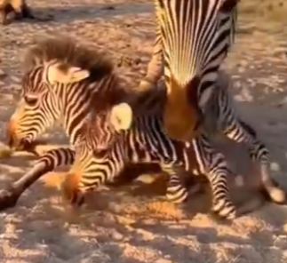 O0704006 Zebra Giving Birth on the Road… Hyena Watching (Part 2)