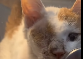 U0804006 A hurt stray cat chooses to trust humans again ❣ (Part 2)