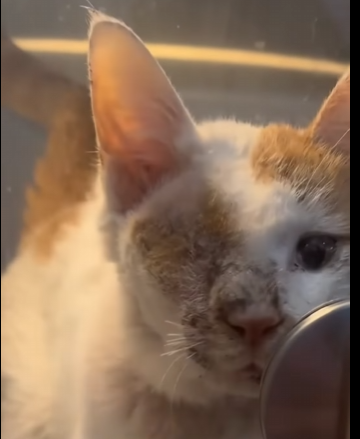 U0804006 A hurt stray cat chooses to trust humans again ❣ (Part 2)
