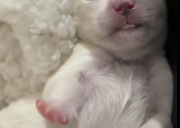U0804008 Found a newborn puppy — Forrest Gump’s Growth Diary (Part 2)