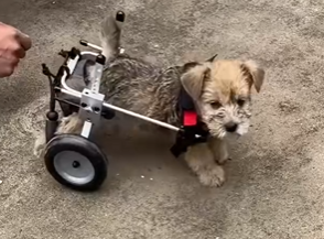U0804010 A paralyzed and abandoned puppy gradually stood up and started running… (Part 2)