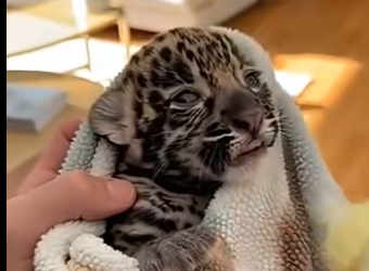 L0404007 Jaguar Mom Rejected Him for Being Weak… Now He’s the Strongest I’ve Ever Seen (Part 2)