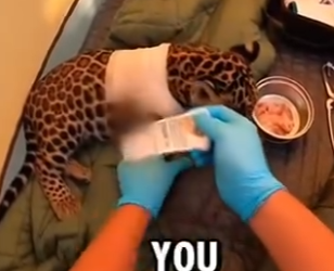 L0204003 Bear Was Killing a Jaguar Cub… I Saved Him and His Mother Saved Me (Part 2)