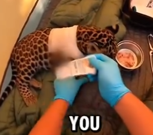 L0204003 Bear Was Killing a Jaguar Cub… I Saved Him and His Mother Saved Me (Part 2)