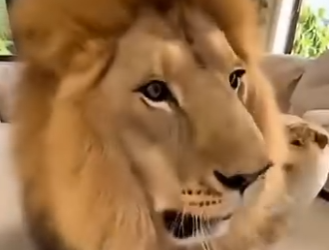 L0204001 This Lion cub Was Raised by a Dog. Now He Acts Exactly Like One (Part 2)