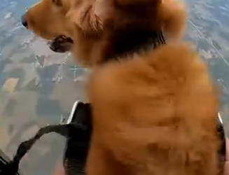 W0304004 This military dog lost his legs (FULL)