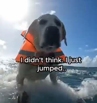 W0504003 my dog fell in the ocean (Part 2)