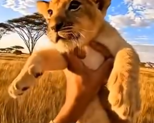 L3103002 Saved a Lion Cub From Hyenas… Now he’s my family (Part 2)