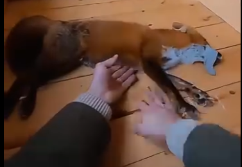 W0304003 this man tried to save a freezing fox 😭…. (Part 2)