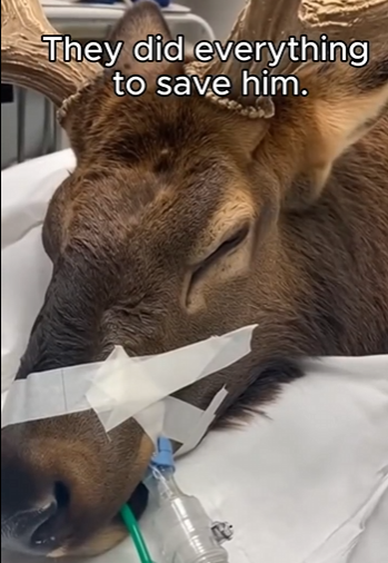 E0904005 $700 💵 or save this injured dog… your call. (Part 2)