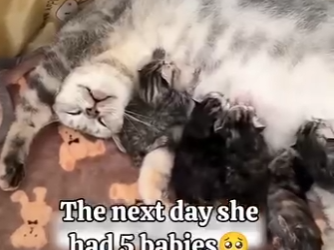 G0304003 She found an abandoned pregnant cat🥺❤️ (Part 2)